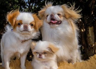 japanese chin facts