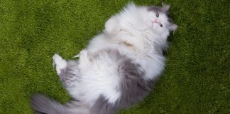 overweight pet cat diet