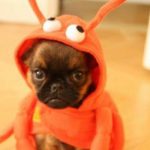 pet halloween costumes