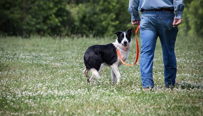 Pros and Cons of Hiring a Dog Walker