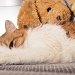 pet cancer signs symptoms