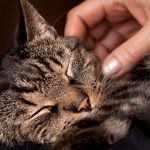 train a cat petting holding