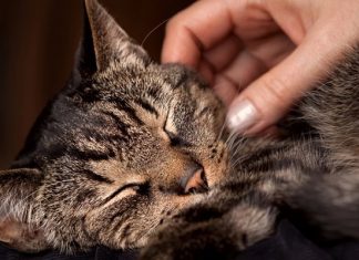 train a cat petting holding