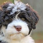 Portuguese Water Dog facts