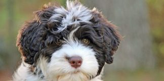 Portuguese Water Dog facts