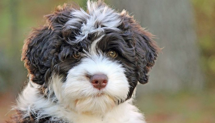facts about portuguese water dogs