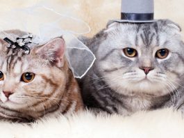 cat gender male or female