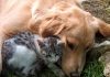 cute pet video cat dogs cuddling