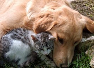 cute pet video cat dogs cuddling
