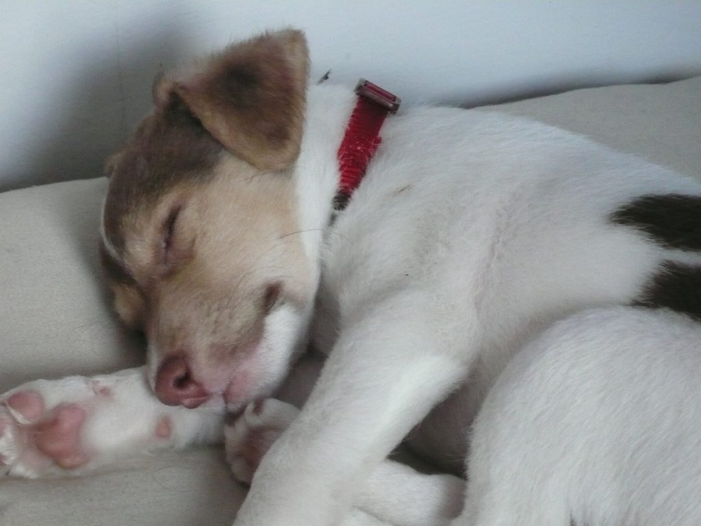 sleeping puppy photos