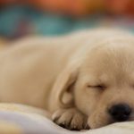 sleeping puppy photos