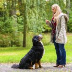 dog training tips, dog training