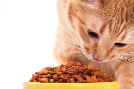 healthy cat diet, healthy cat food