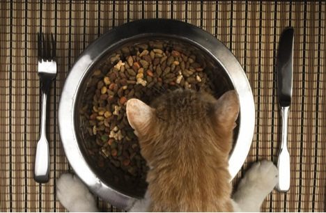 healthy cat diet, what to feed your cat, healthy cat food