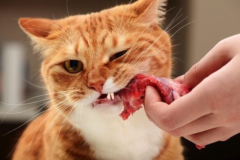 healthy cat diet, healthy cat food