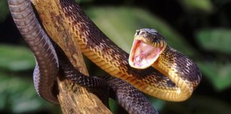 Poisonous Snakes as pets