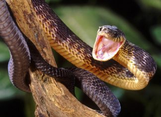 Poisonous Snakes as pets