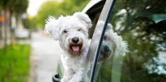 What to do if your dog gets car sick