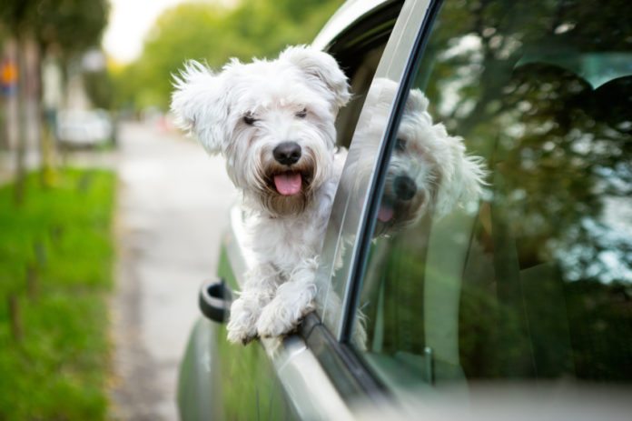 What to do if your dog gets car sick