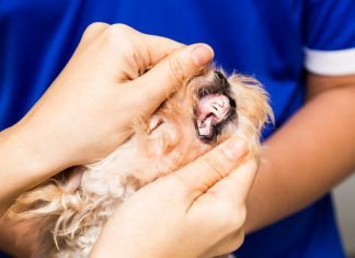 Importance of dog dental care
