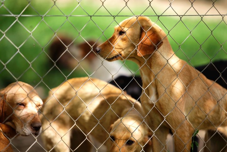 Puppy Mills - Asylum for dogs