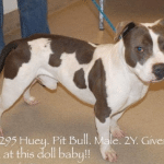 Huey (aka Cami) - Cumberland Co Animal Shelter