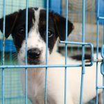 The Truth About Pet Stores