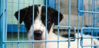The Truth About Pet Stores
