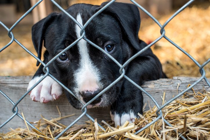 Caged Puppy at a Puppy Mill