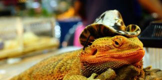 live iguana lizard