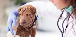 Essential Oils For Your Pet Injury