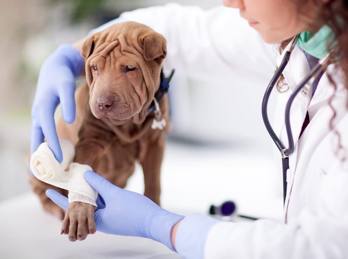 Huiles essentielles pour les blessures de chien