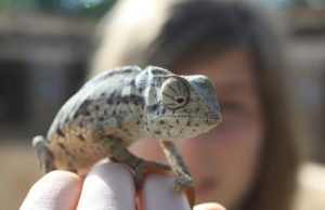 Exotic Pet Ownership Is On the Rise