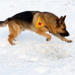 Search and rescue dog training