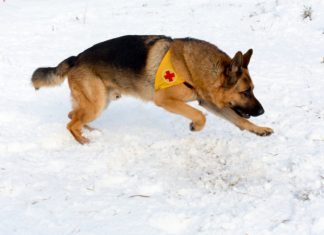 Search and rescue dog training