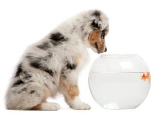 Is fish oil good for your dog