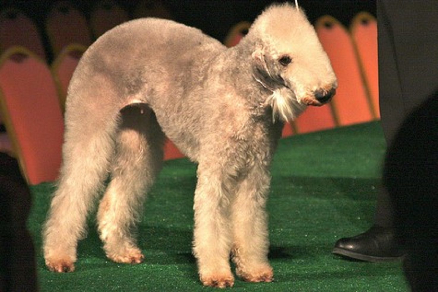 Bedlington terrier as apartment dog