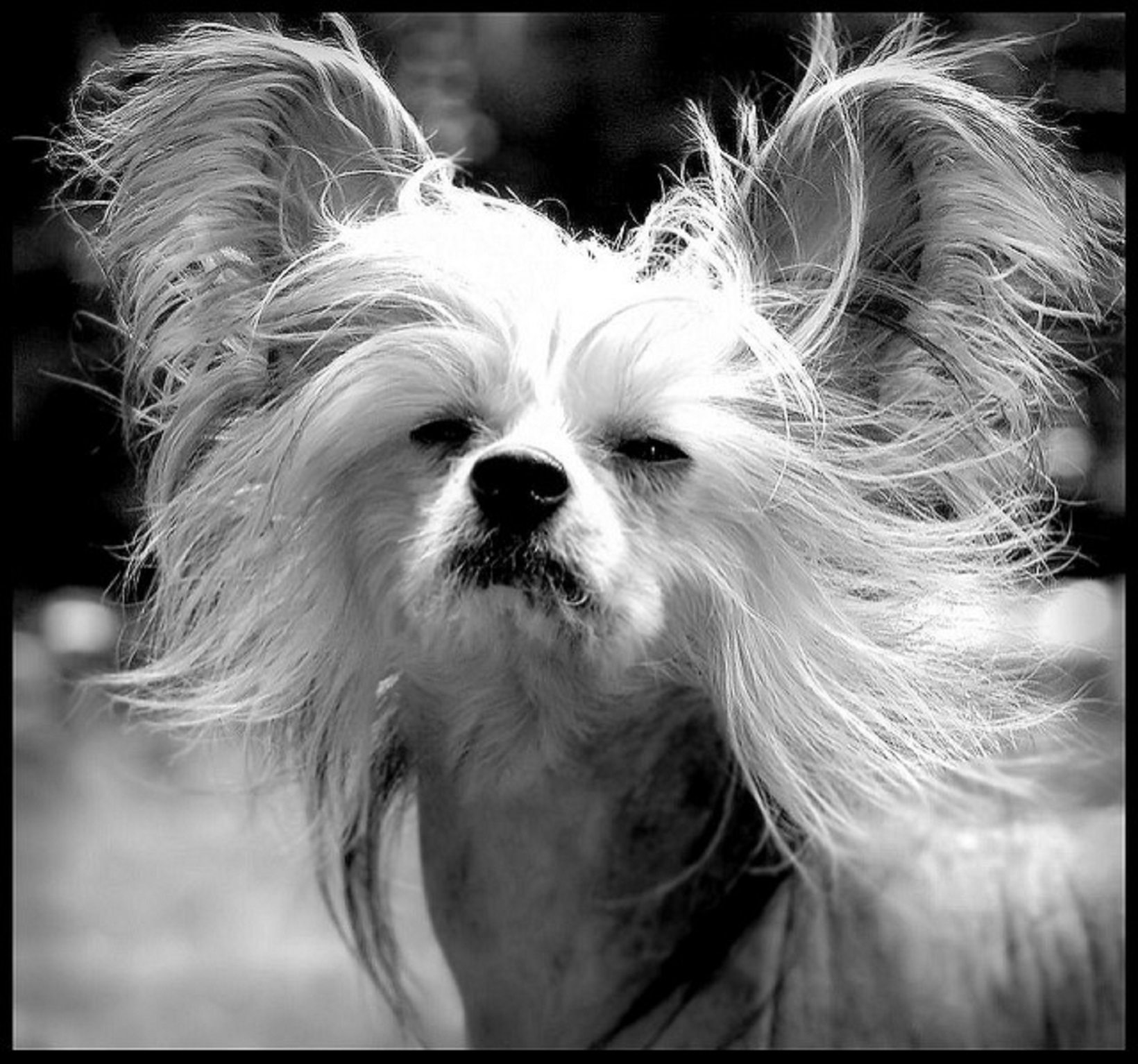 Chinese Crested good apartment dog