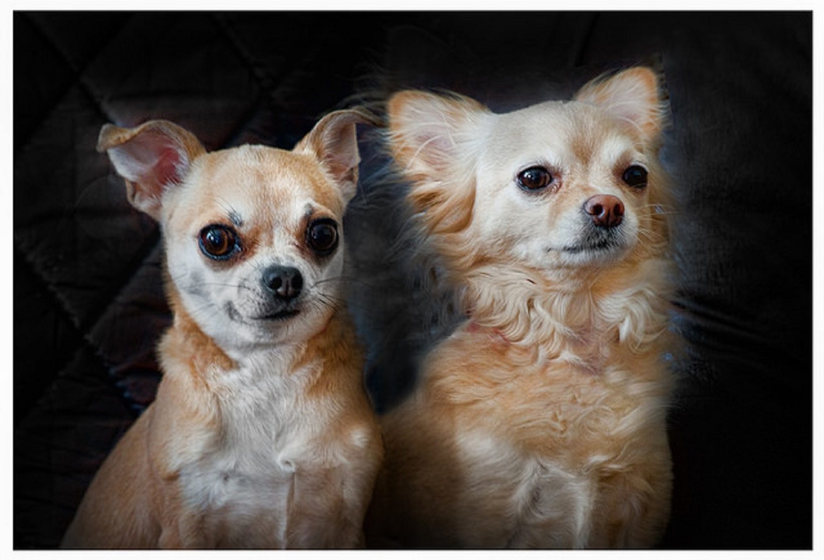 Best Dogs To Have In An Apartment