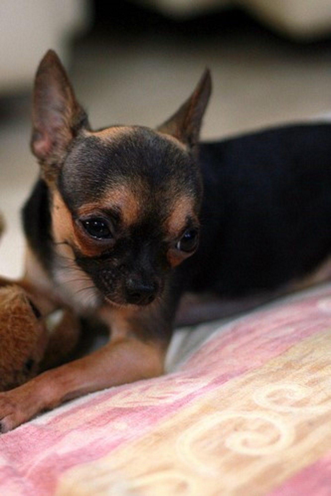 Chihuahua as apartment dog