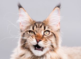 trimming your cat's whiskers