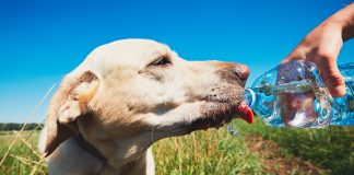 Keep you dog cool this summer