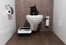 Toilet Training Your Cat