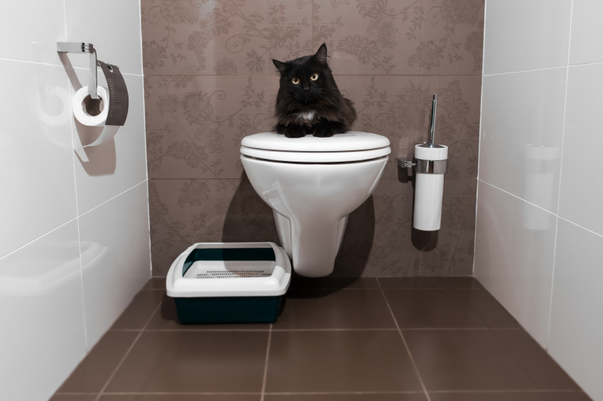 Toilet Training Your Cat