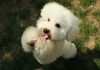 Friendless Dog Breeds