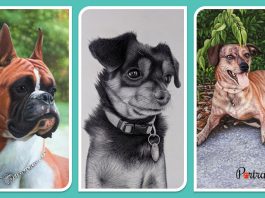 Pet Portrait