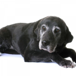 Caring for a senior animal