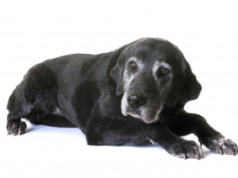 Caring for a senior animal