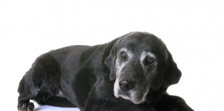 Caring for a senior animal